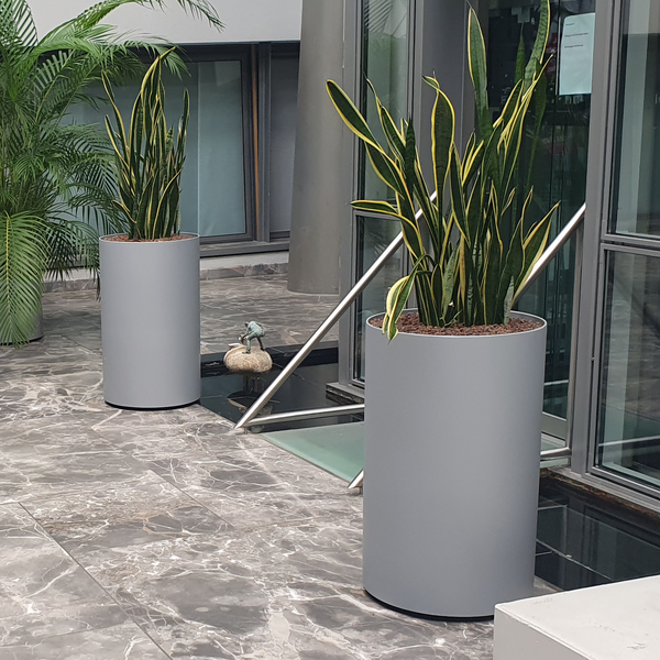 Ausschnitt eines Eingangsbereiches mit Treppe und zwei Pflanzen.